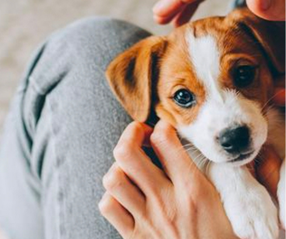 The Case for Disability Insurance for Veterinarians The Case for Disability Insurance for Veterinarians