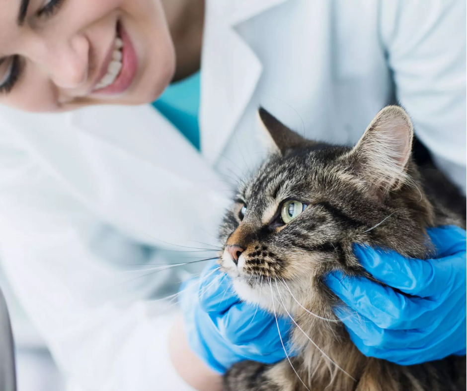 What is Disability Insurance What is Disability Insurance